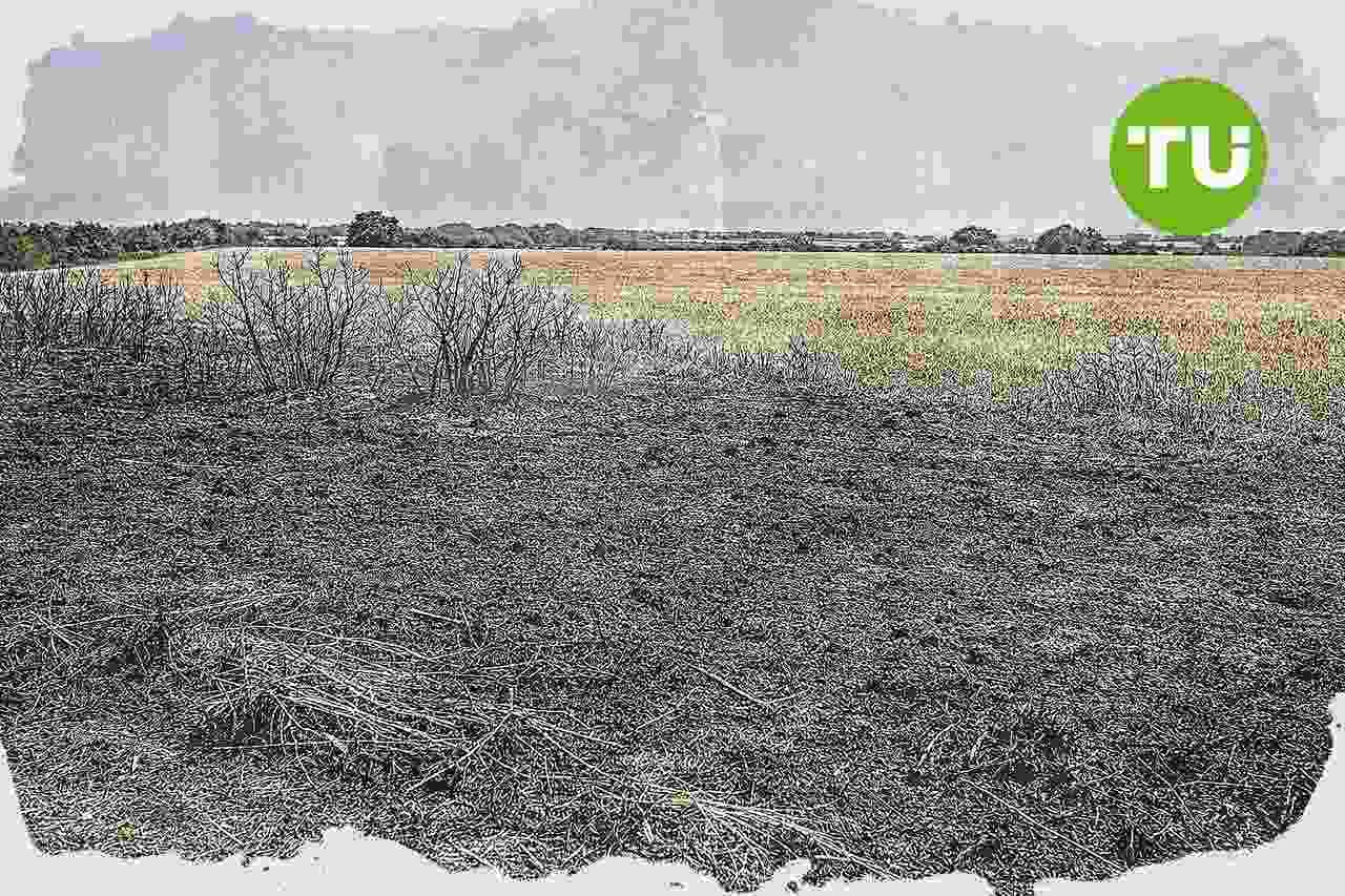 Verdes do Reino Unido defendem impostos mais altos sobre lucros de petróleo e gás para financiar prevenção de incêndios florestais