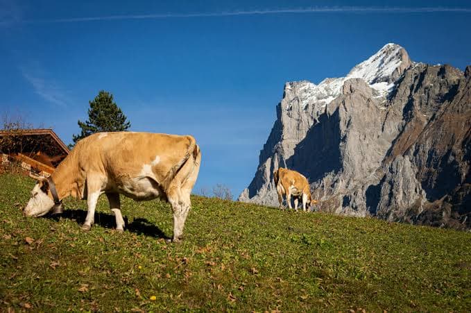 Why EU Livestock Numbers Continued to Shrink in 2025 - FINCHANNEL Why EU Livestock Numbers Continued to Shrink in 2025