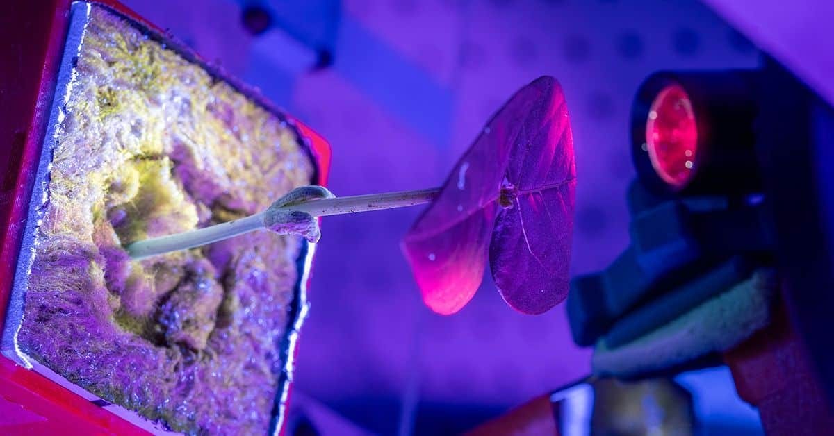 Astronauts Could Grow Their Own Medicines in Space Using Plants