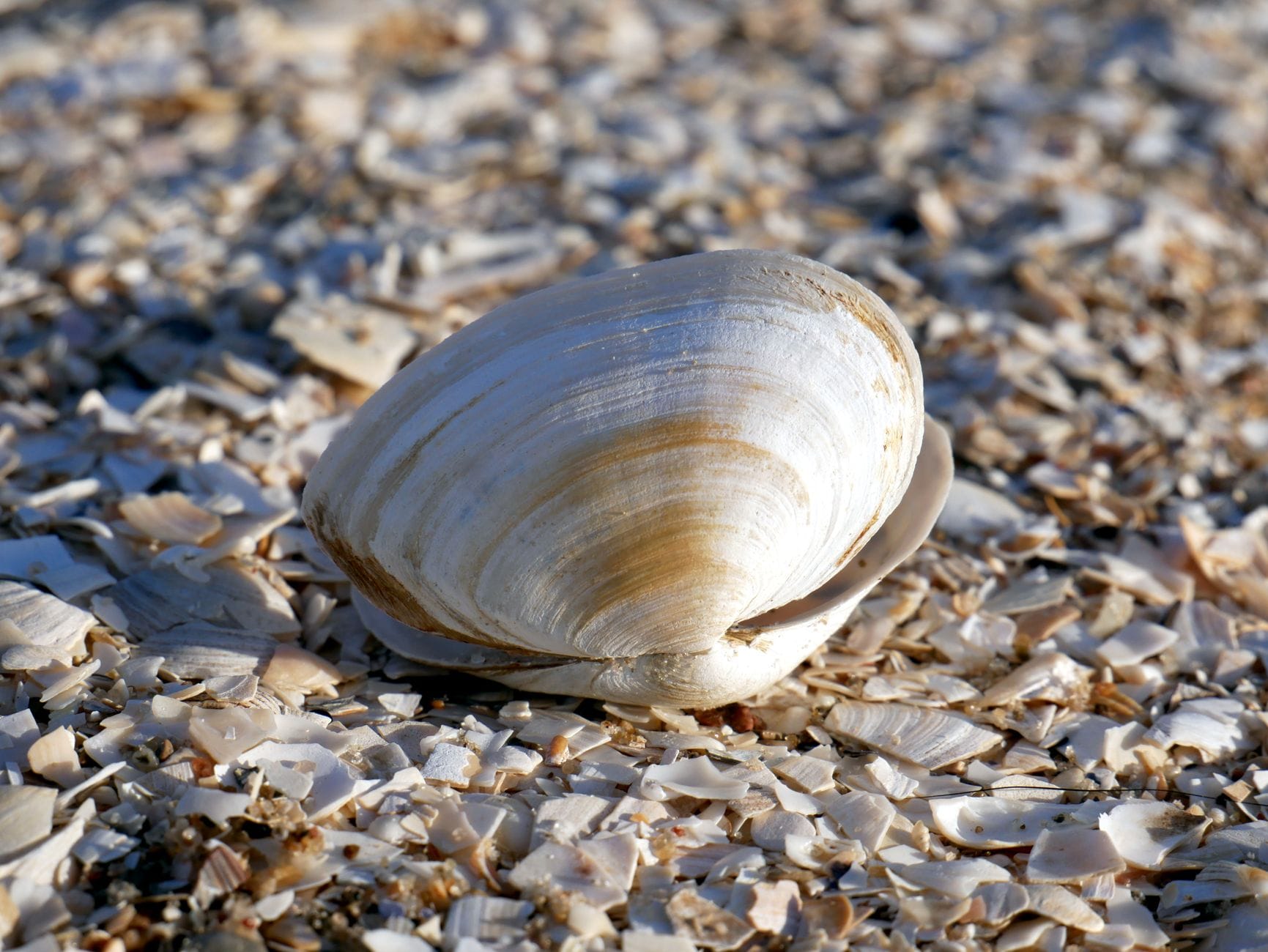 In 2006 researchers dredging off Iceland pulled up an ocean quahog clam and froze it with the rest of their samples, unaware that it had been alive since about 1499. Its tightly packed shell rings were eventually counted at 507—making “Ming” the oldest accurately aged non-colonial animal ever recorded, killed before anyone realised it had lived through five centuries of history. - ScienceBlog.com