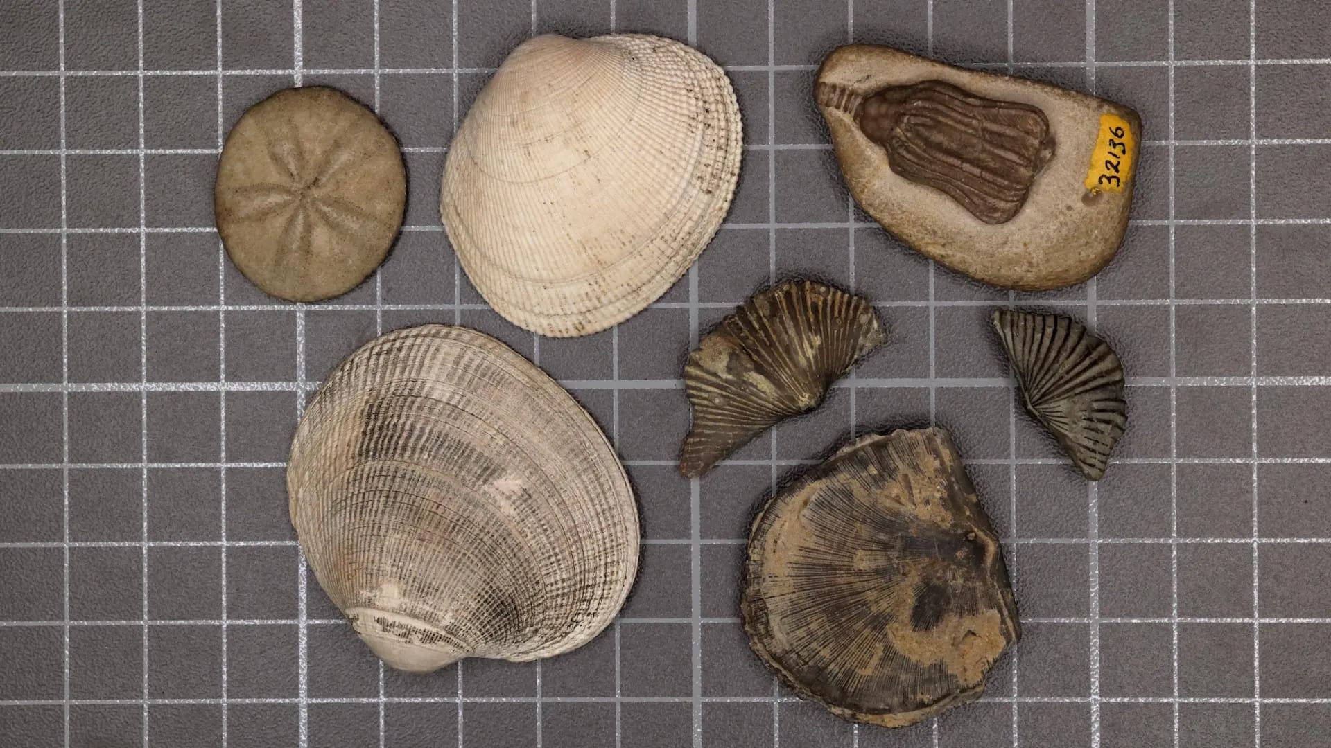 Scientists finally solved the mystery of Earth's greatest mass extinction