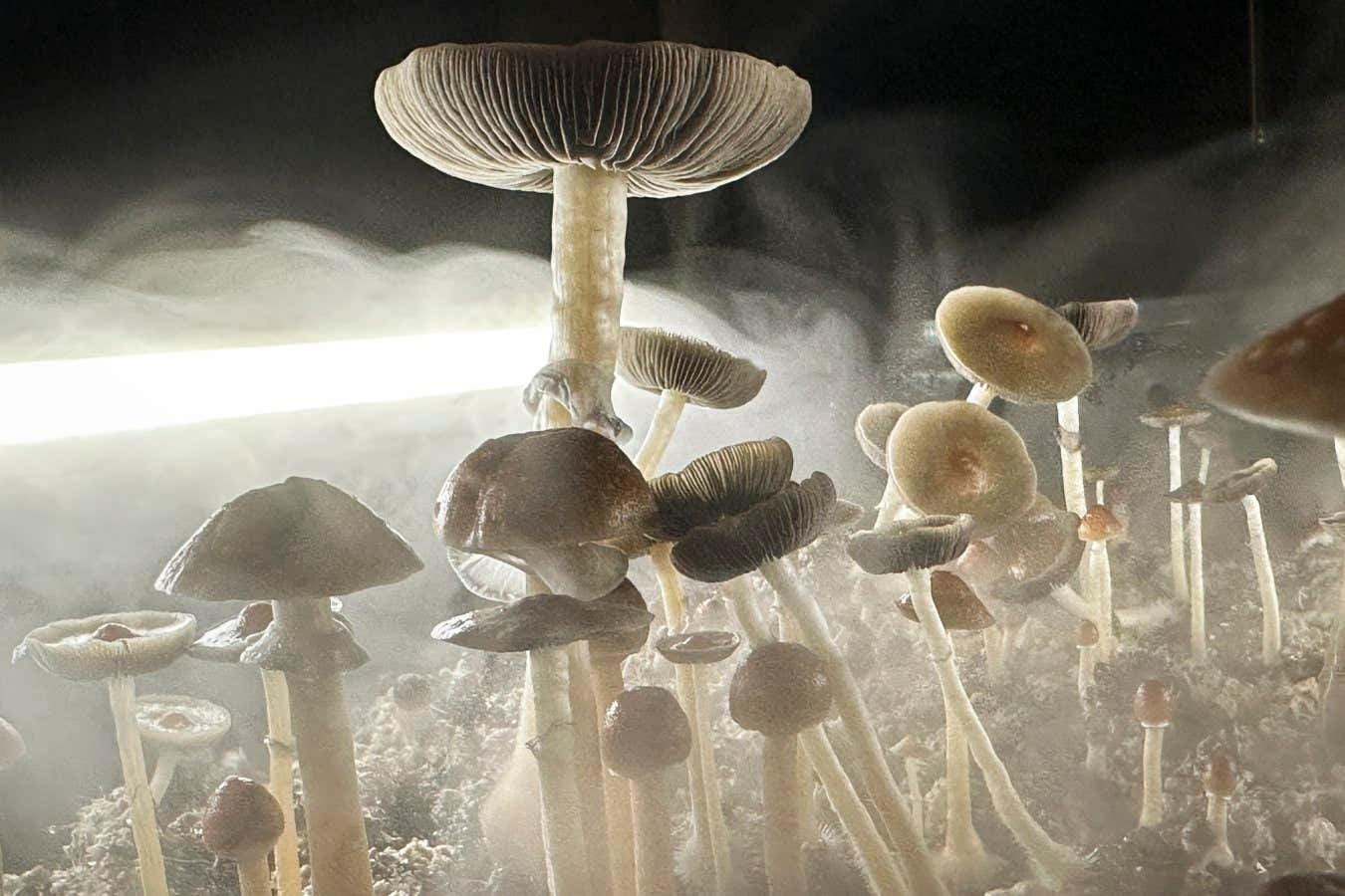 Apenas uma dose de psilocibina alivia sintomas de TOC por meses