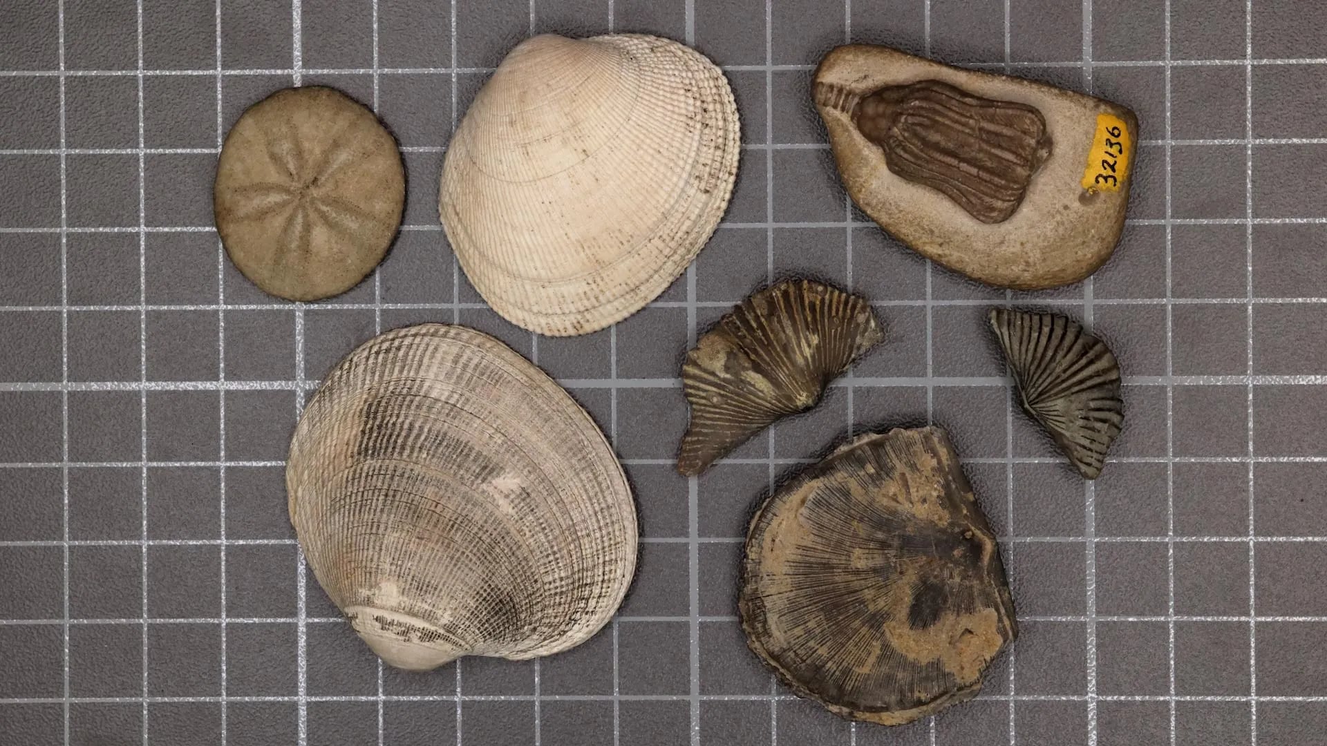 Gli scienziati hanno finalmente risolto il mistero della più grande estinzione di massa della Terra