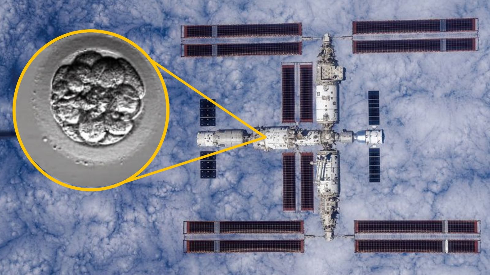 China launches 'human artificial embryos' to space for the first time