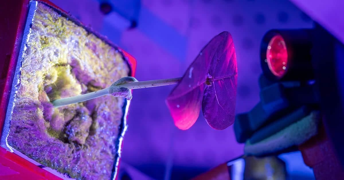 Astronauts Could Grow Their Own Medicines in Space Using Plants