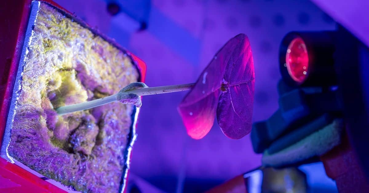 Astronauts Could Grow Their Own Medicines in Space Using Plants